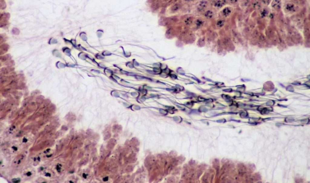 Scientists Claim Sperm Behaves Like Cycling Troops Weekly cycling